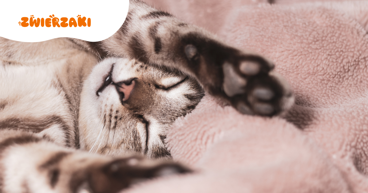 Dlaczego kot śpi na mojej głowie w nocy? O czym to świadczy?