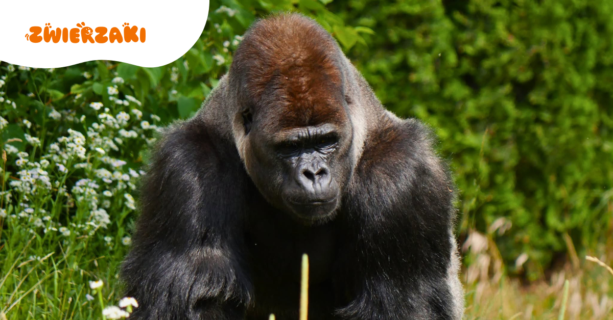 Goryl Azizi pod opieką po incydencie w zoo. Dlaczego dokarmianie zwierząt może być groźne?