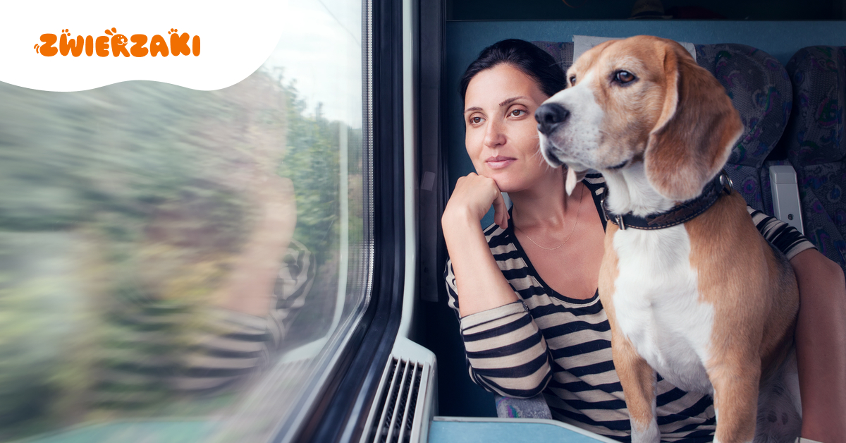 PKP Intercity obniża cenę biletu dla psa. Od 23 lipca podróż z pupilem kosztuje mniej