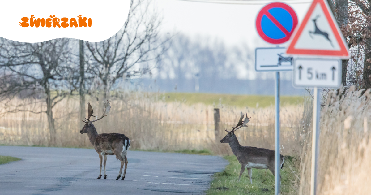 Wzrost kolizji z dzikimi zwierzętami – co robić w przypadku zderzenia?