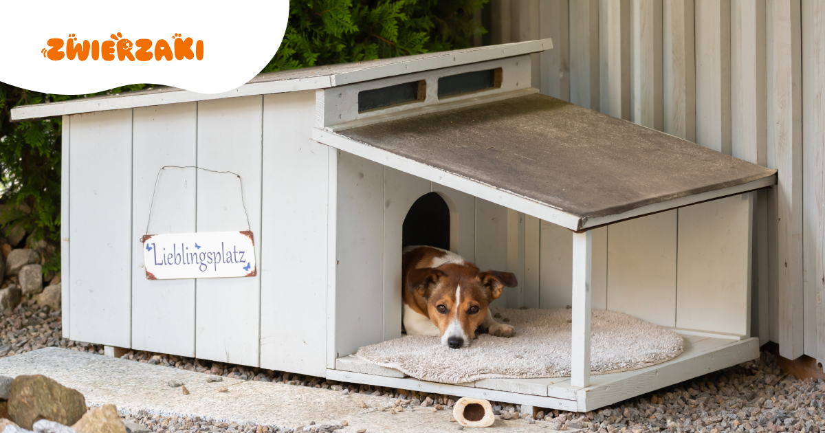 Ocieplana buda dla psa: bezpieczeństwo psa podczas mrozów i wiatru