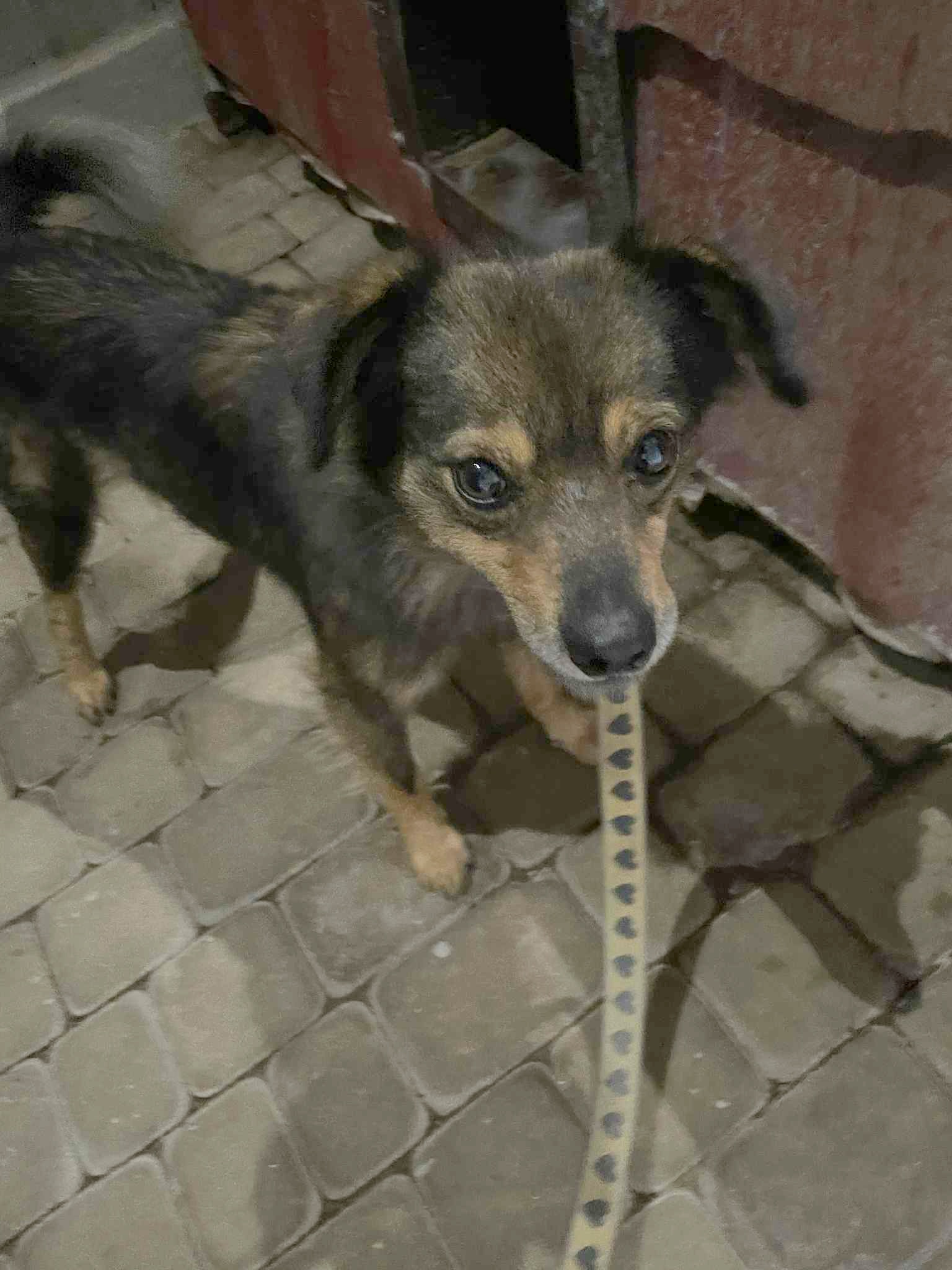 listek