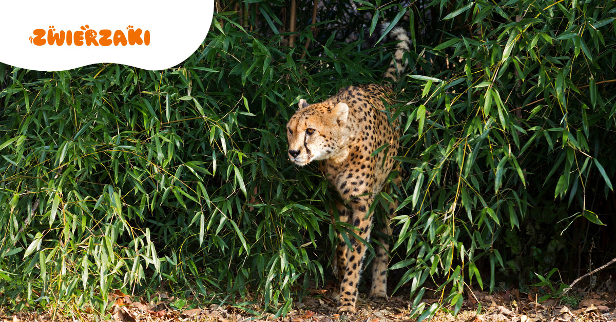 Gepard lub puma w polskim lesie? Służby apelują o ostrożność