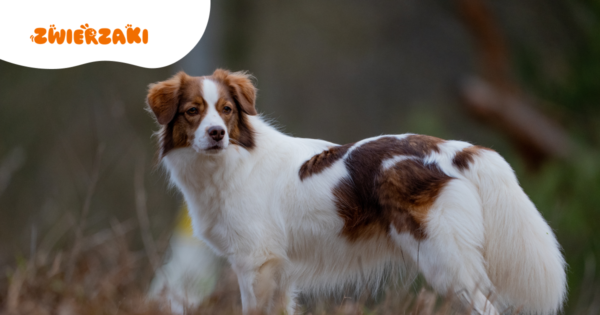 Kooikerhondje, czyli płochacz holenderski: mały pies z wielką potrzebą aktywności