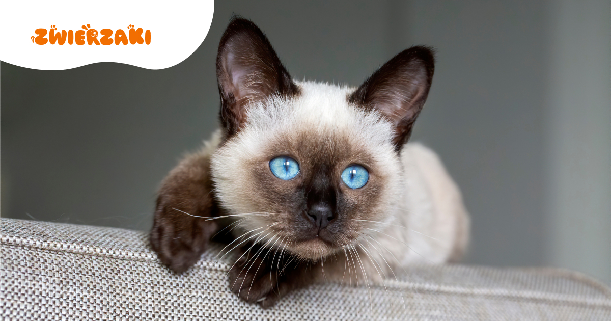 Odrobaczanie kotów: jak chronić pupila przed groźnymi pasożytami?