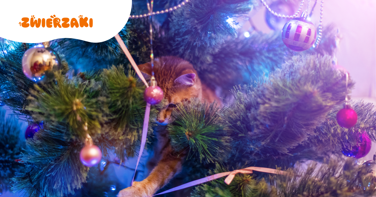 Dlaczego koty atakują choinki? Instynkt, nuda czy ciekawość?