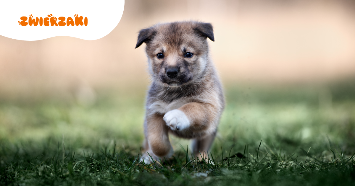 Najlepsze zabawki dla szczeniąt. Co warto kupić?