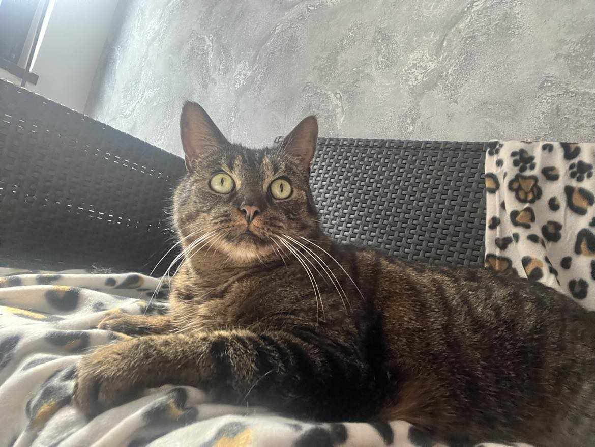 Gucio