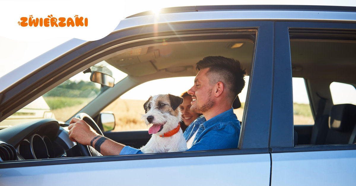 Jak przewozić psa w samochodzie? Przepisy, bezpieczeństwo i zdrowy rozsądek
