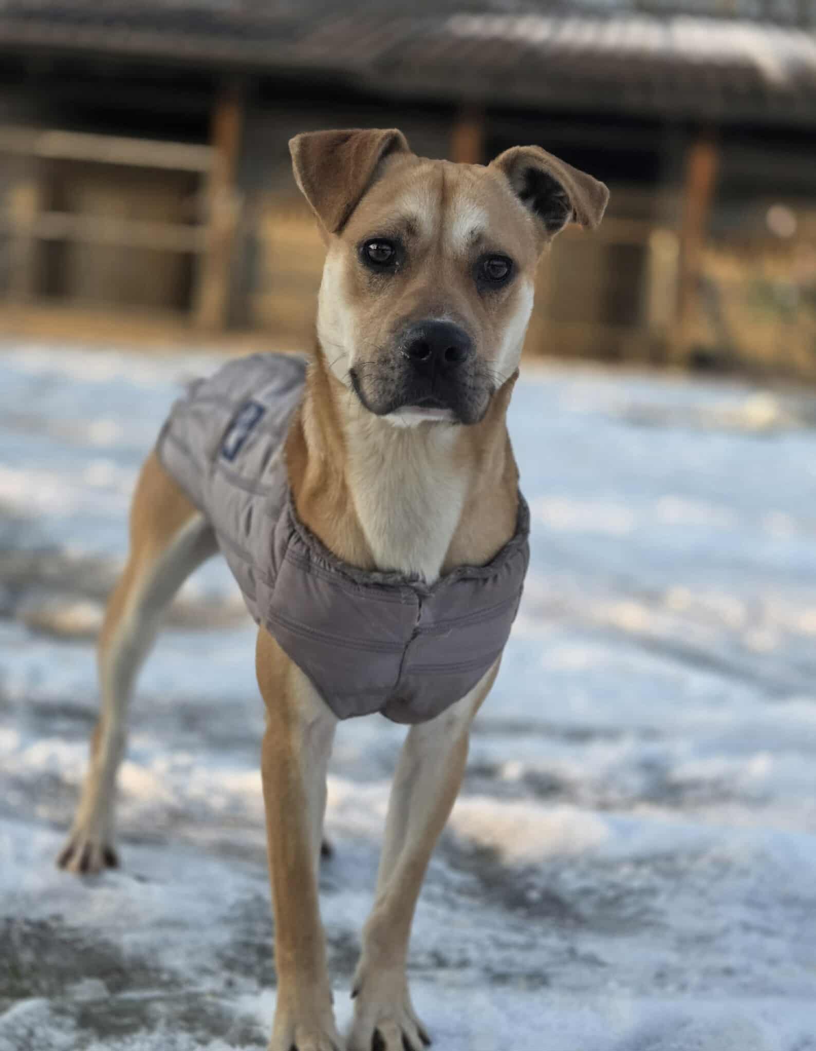 Błyszczyk mix Amstaf