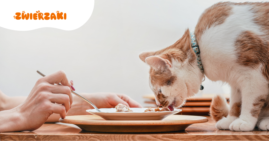 Czy kot może jeść ryby? Fakty, mity i bezpieczne porcje