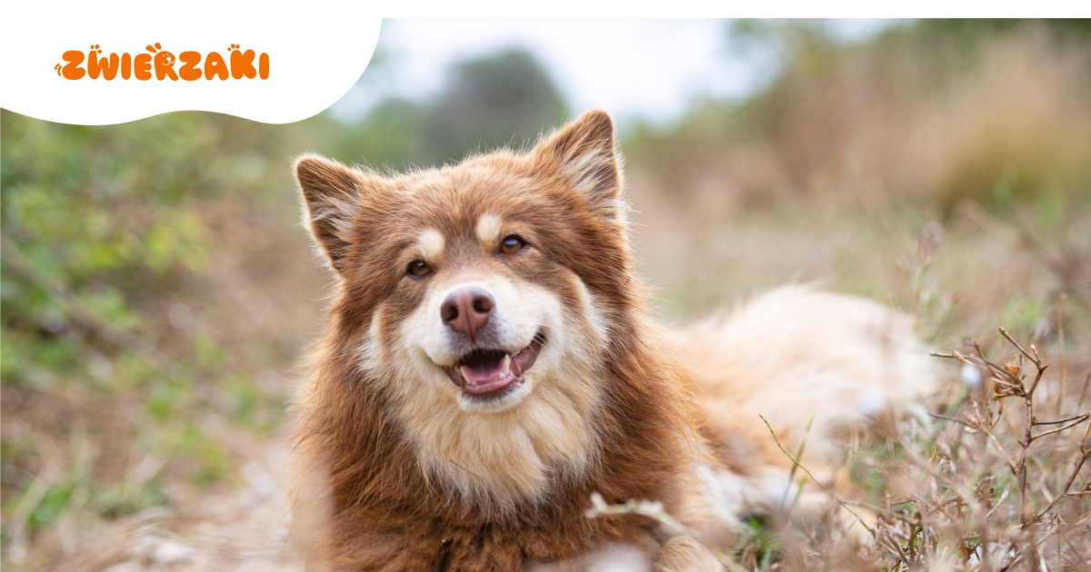 Fiński lapphund: wyzwania związane z posiadaniem tej rasy w domu