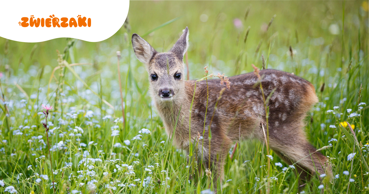 ZOOstaw, NIE porywaj! – ruszyła ważna kampania warszawskiego ZOO