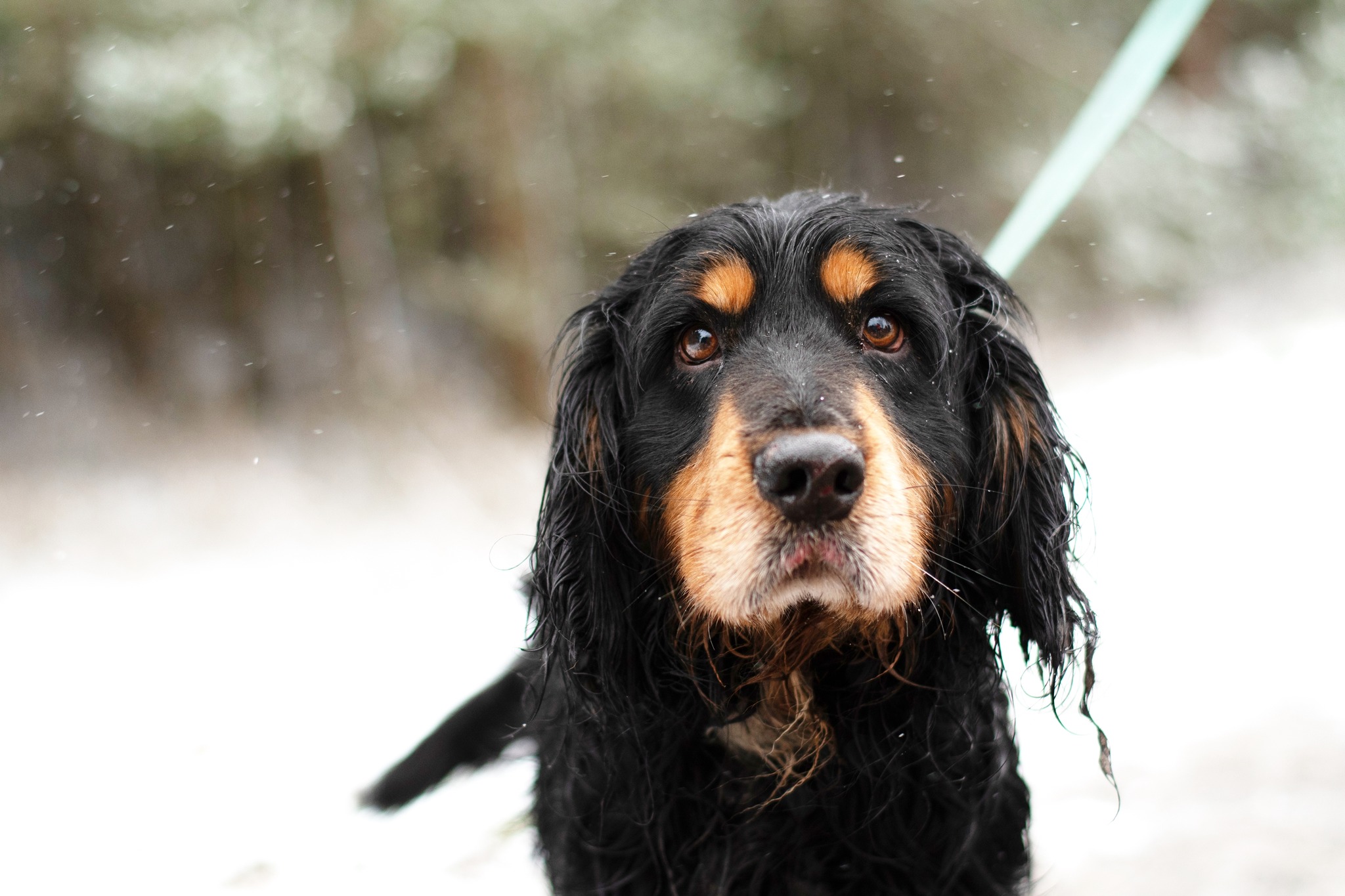 CRAIG spanielkowaty psistojniak 