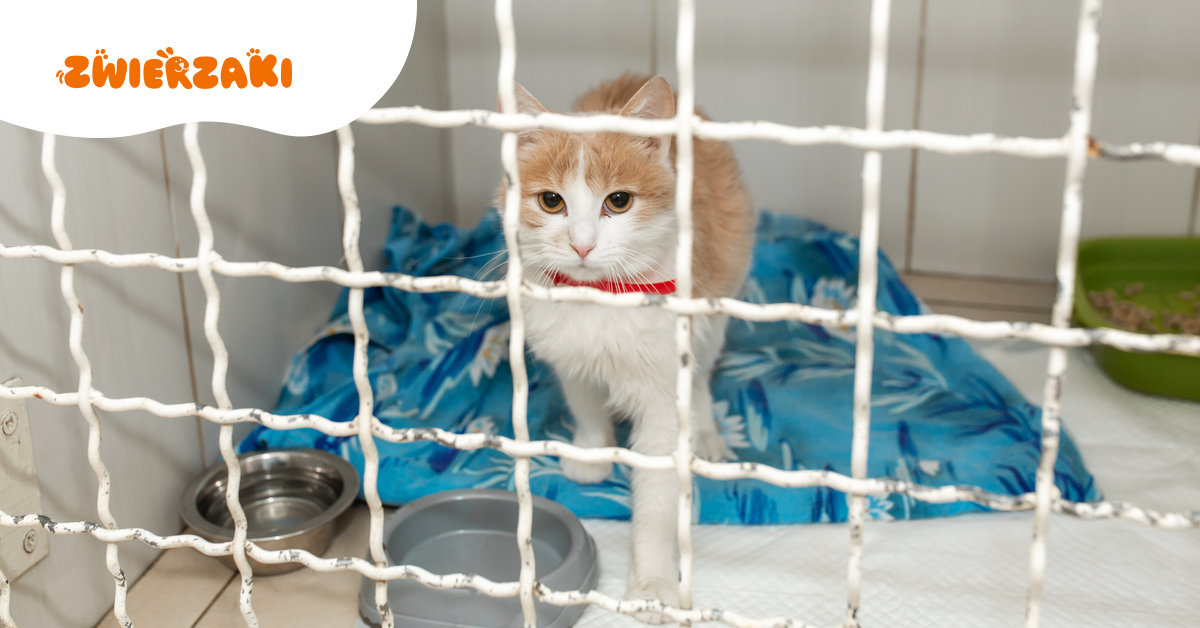 753 kontrole schronisk zimą. Co wykryła Inspekcja Weterynaryjna?