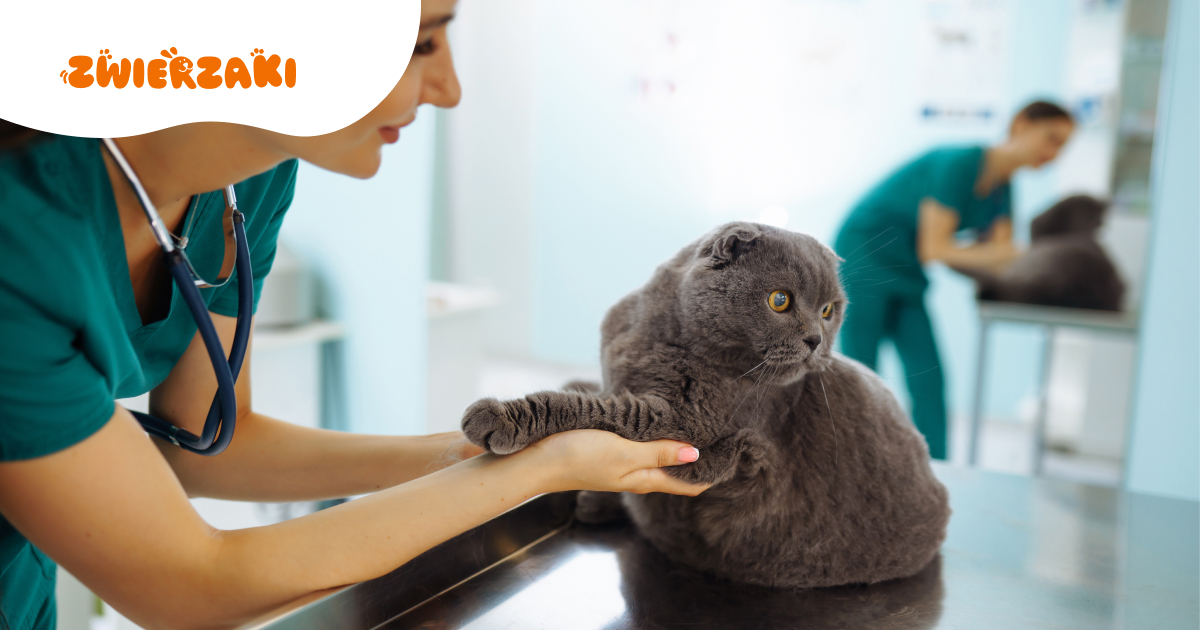 Wymioty u kota: kłaczki czy coś poważniejszego?