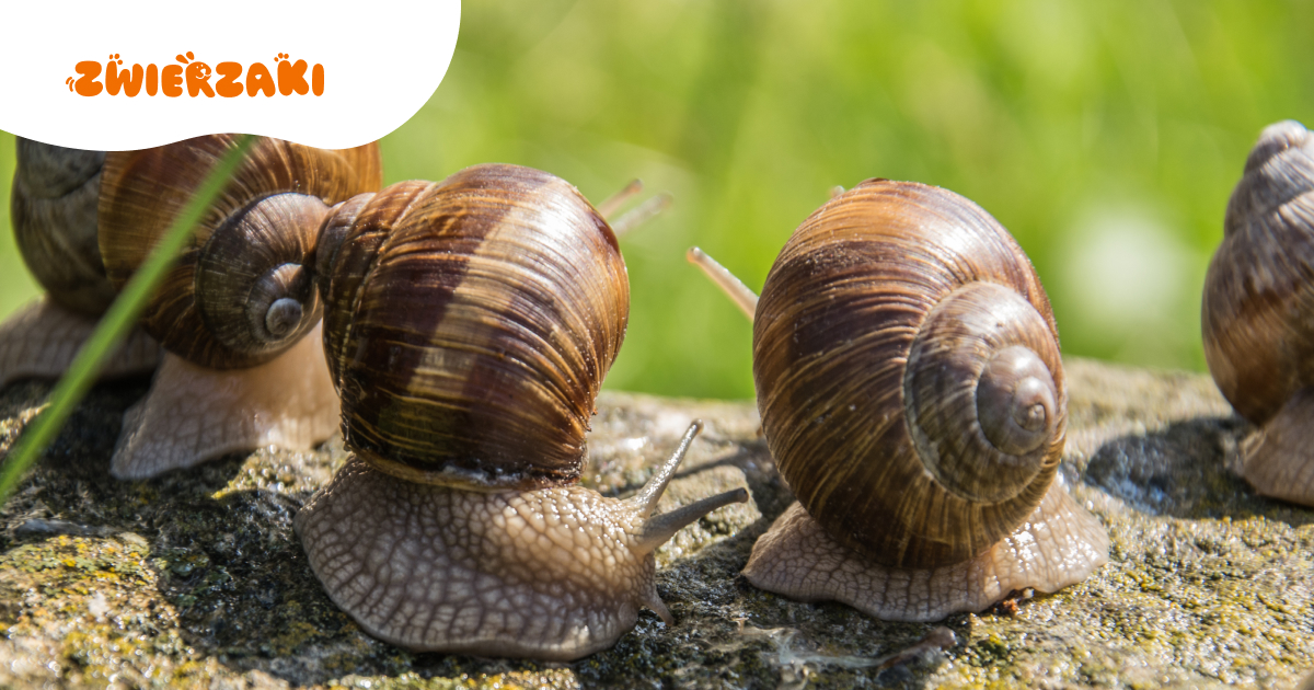 Zwierzęta, które zmieniają płeć. Jak działa natura?
