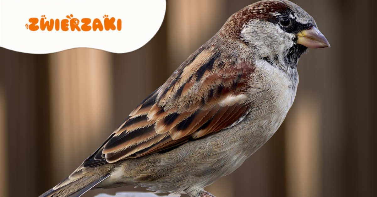 Europejskie Dni Ptaków 2026: jak dołączyć do EuroBirdwatch?