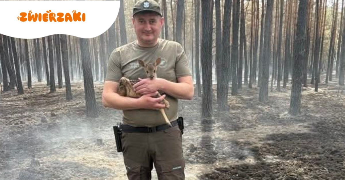 Strażnicy leśni na ratunek osieroconej sarnie. Tragiczny pożar lasu w Nadleśnictwie Mińsk