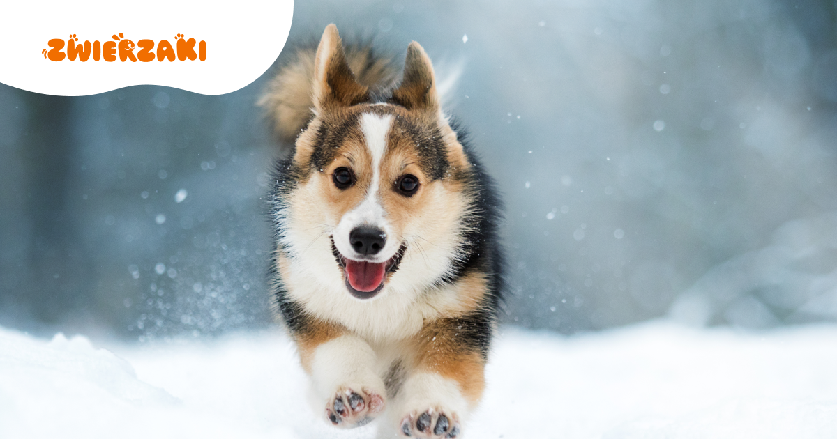 Zimowe zabawy z psem: jakie aktywności sprawdzą się w chłodne dni?