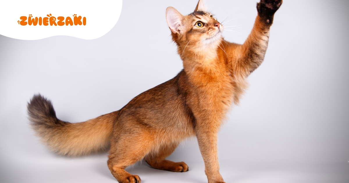 Lisek wśród kotów. Co warto wiedzieć o tej pięknej rasie somali?