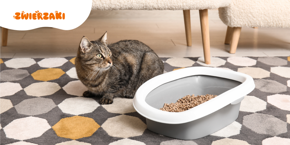 Kot sika poza kuwetą. Problem zdrowotny czy behawioralny?