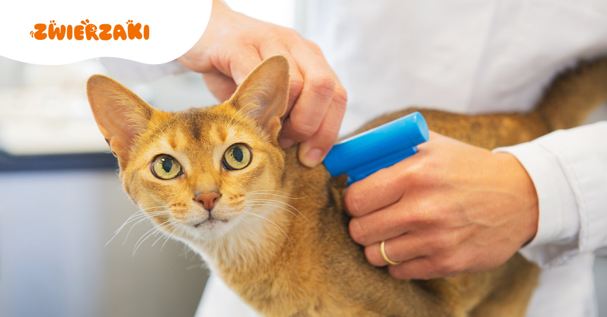 Rząd wprowadza obowiązkowy rejestr psów i kotów. Sprawdź, co to oznacza