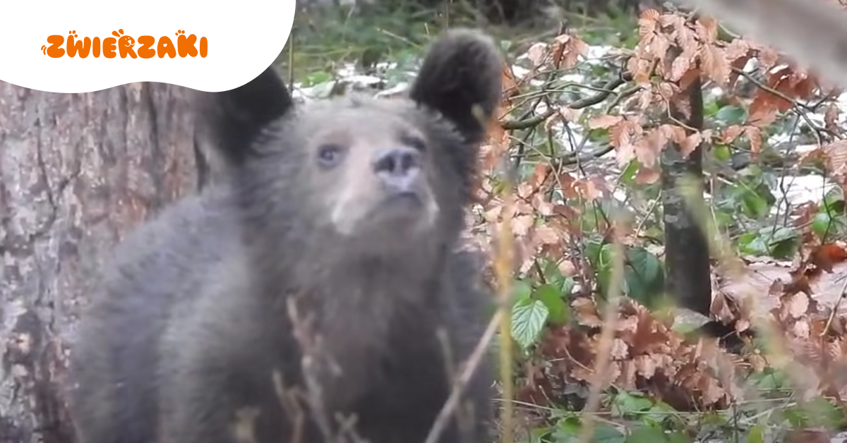 Odwilżowe spotkanie z niedźwiedziami w Bieszczadach. Internauci zachwyceni!
