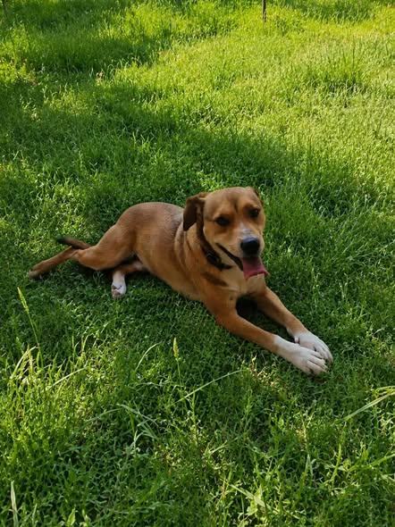 ARES