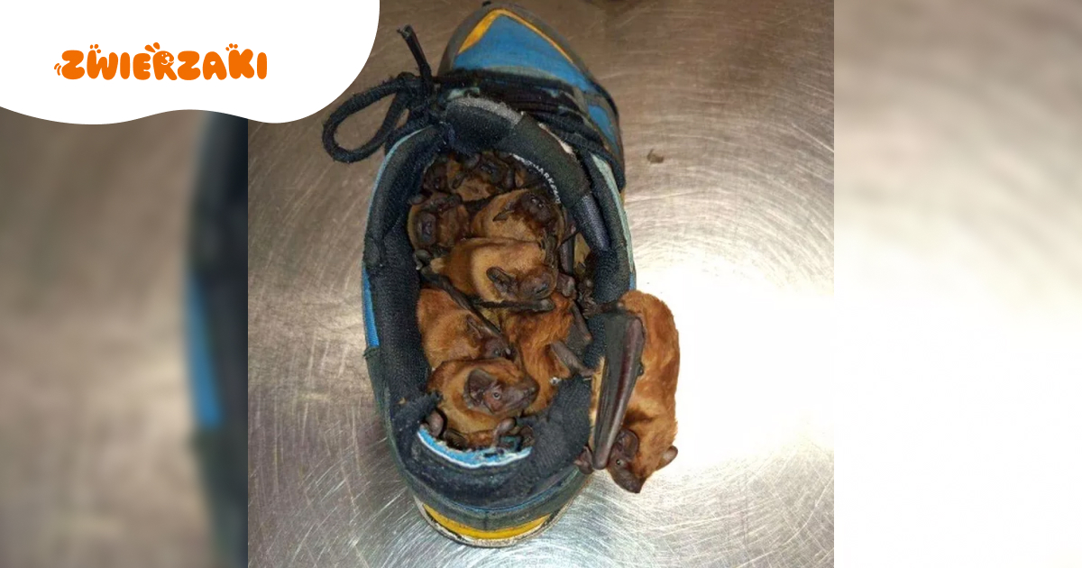 Niespodzianka w butach. W środku gromada nietoperzy