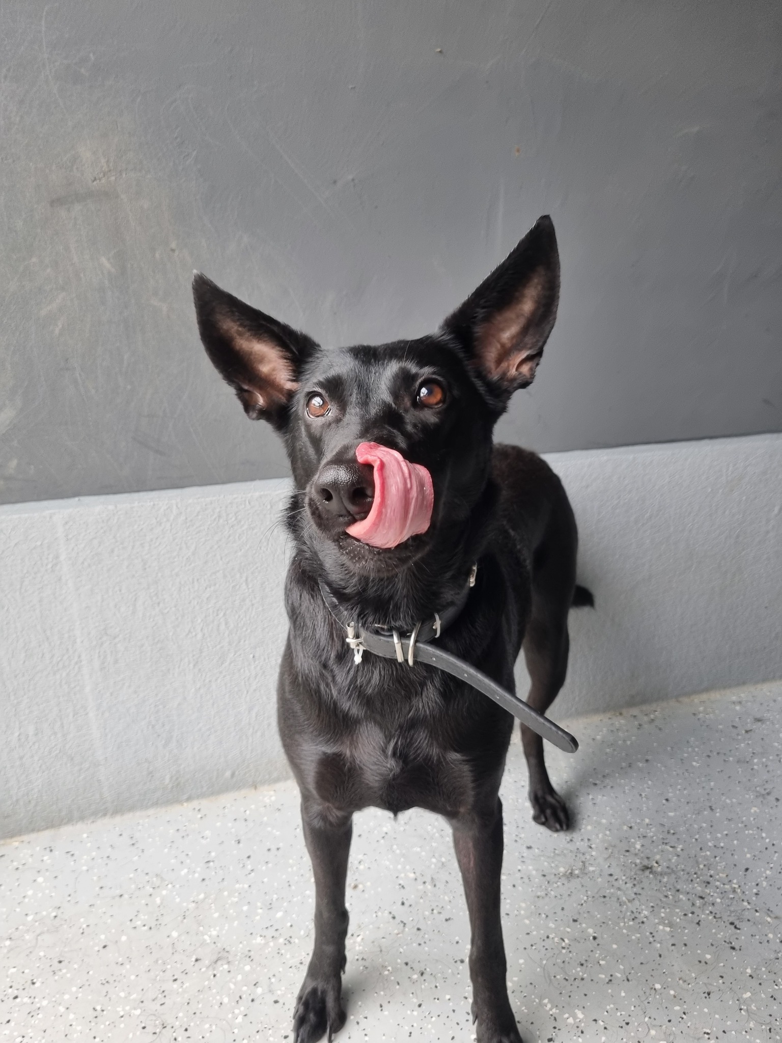 Titi