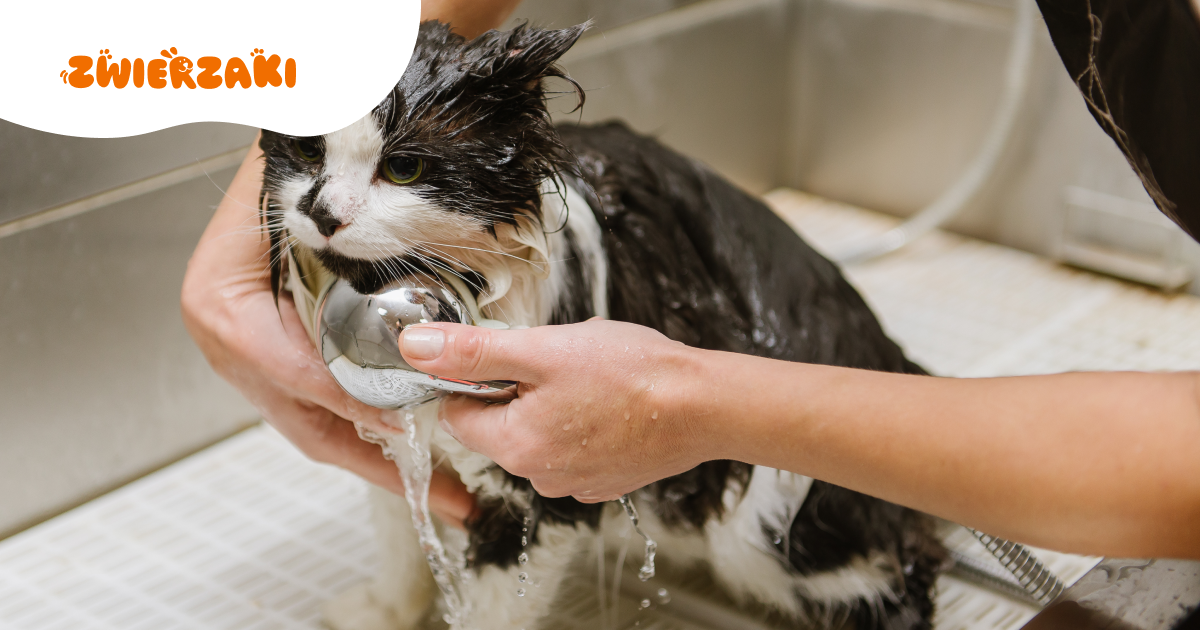 Dlaczego jedne koty kochają wodę, a inne unikają jej w panice? Wyjaśniamy