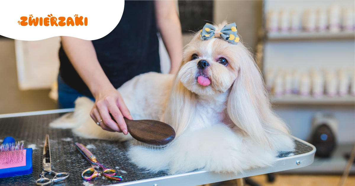 Fryzura shih tzu. Jak dbać o długą sierść?