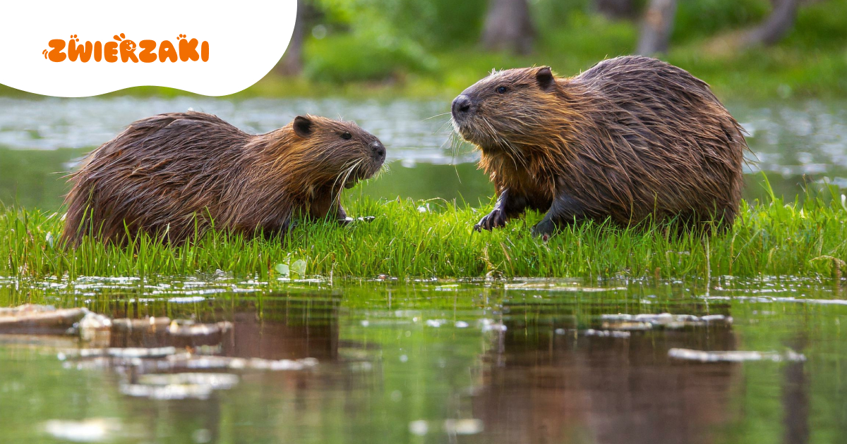 Nutrie z Rybnika. Szczęśliwy finał? Będzie azyl w Zagrodzie