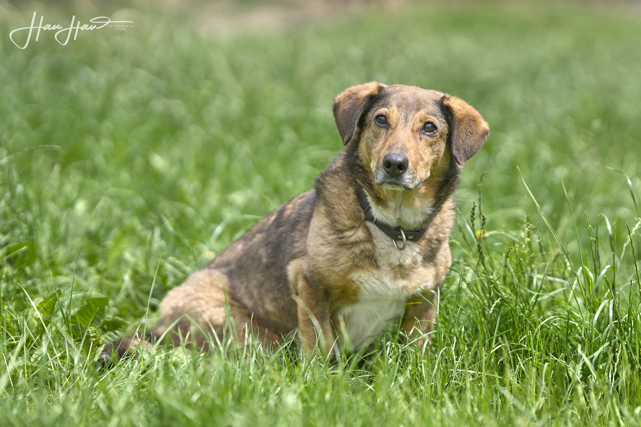 Never mix Jamnik pilne 