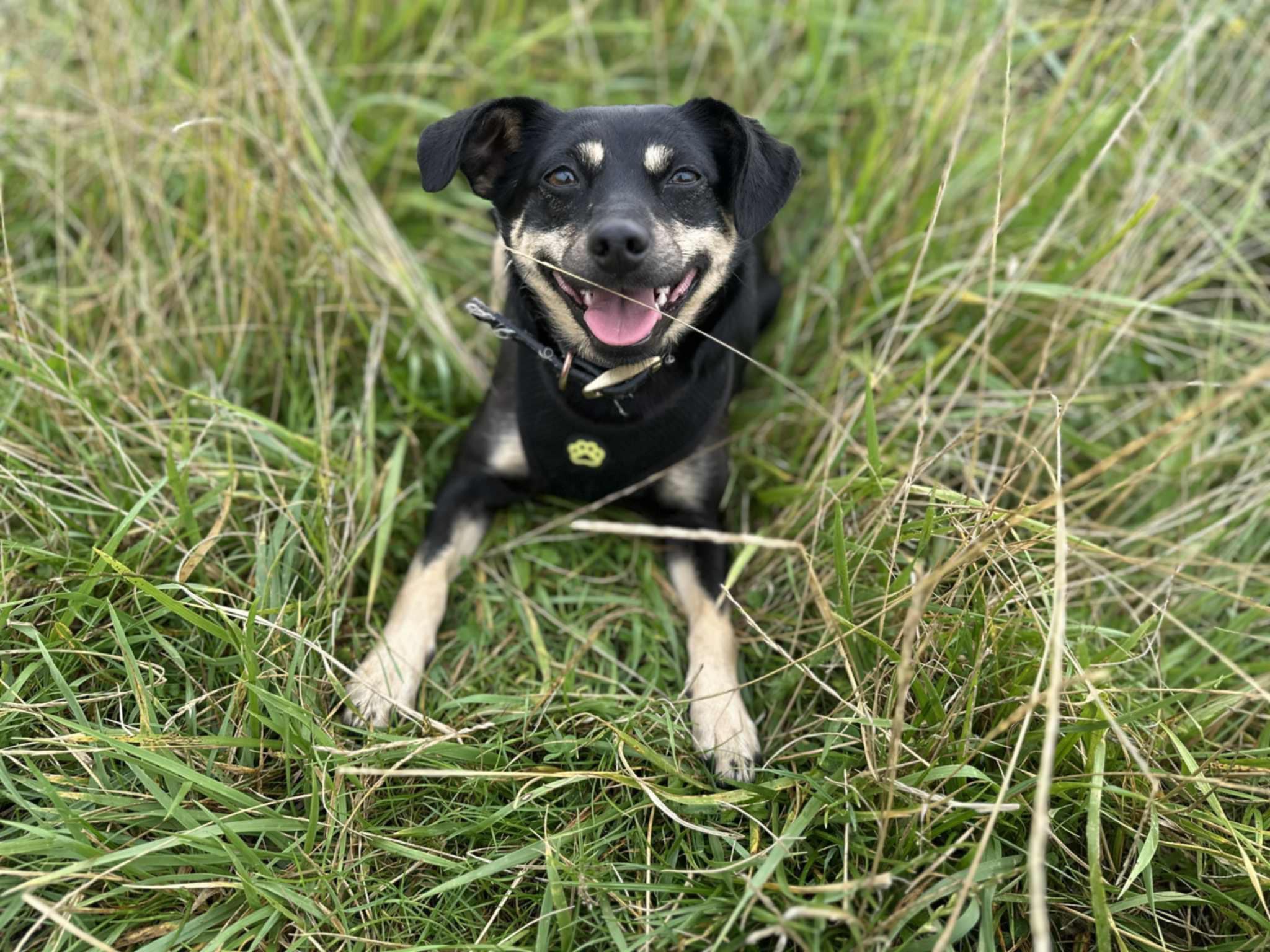 Felicja i Migotka (Karolinki)