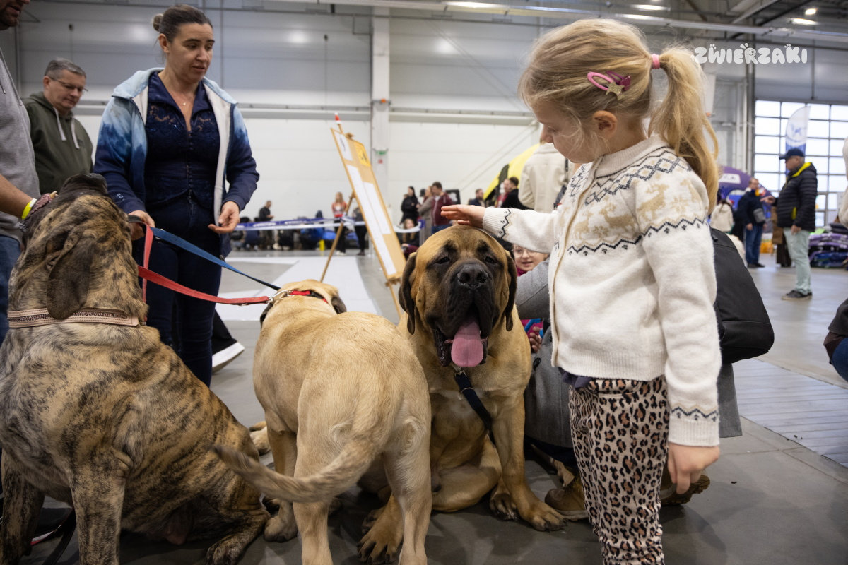 VII Międzynarodowa Wystawa Psów Rasowych - psie piękności opanowały Lublin!