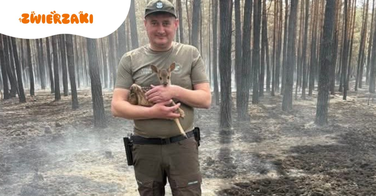 Strażnicy leśni na ratunek osieroconej sarnie. Tragiczny pożar lasu w Nadleśnictwie Mińsk