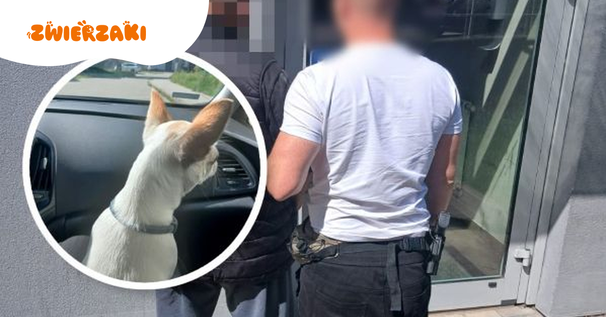 Przyszedł naprawić dach, a ukradł psa. Pies rasy chihuahua zniknął z posesji