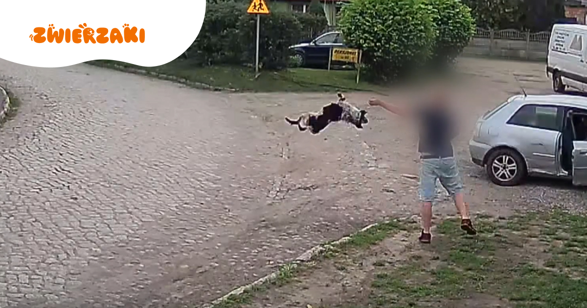 Brutalnie rzucił psem o ziemię. Sprawca z szokującego nagrania zatrzymany