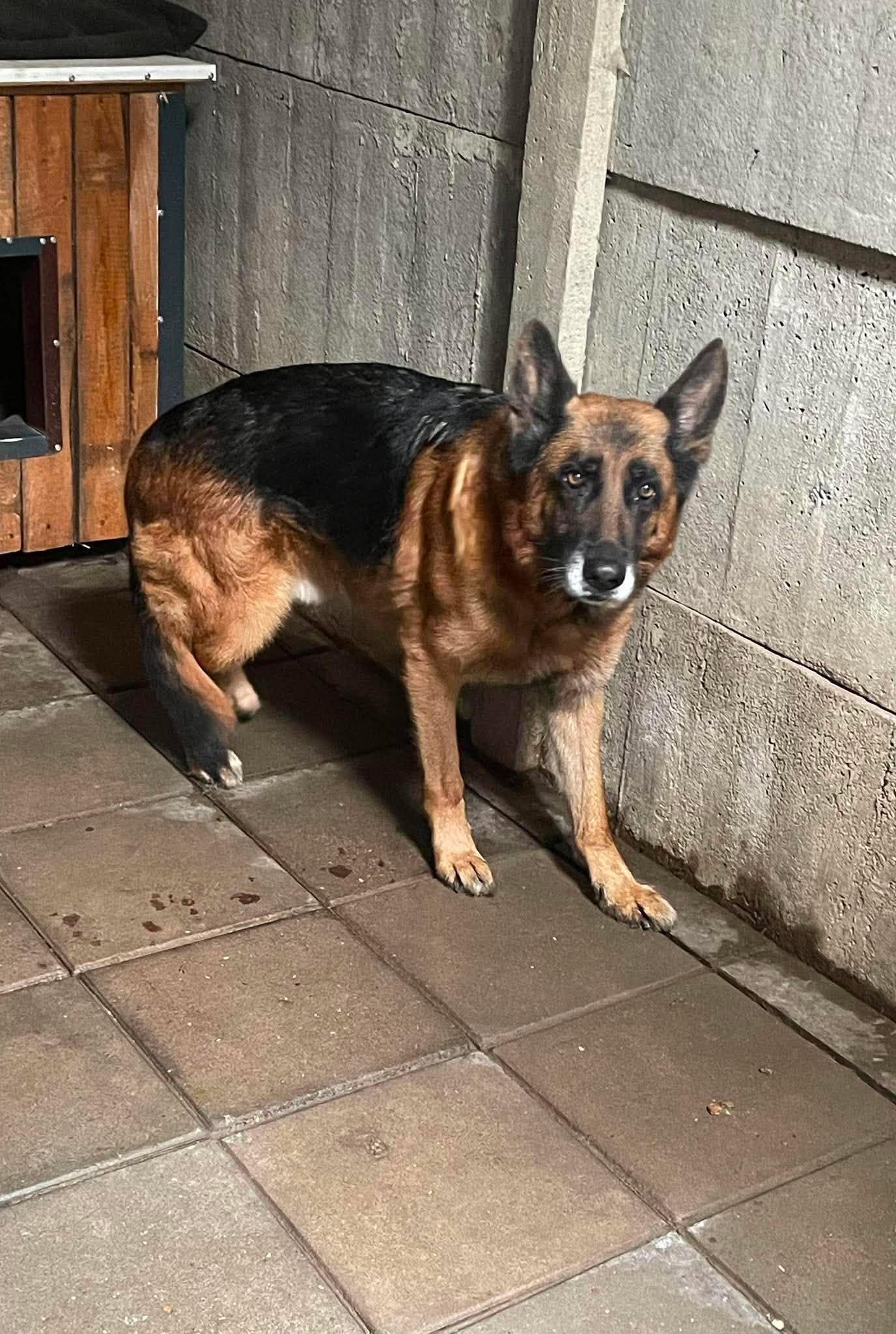 Owczarek Nazir szuka domu pilne