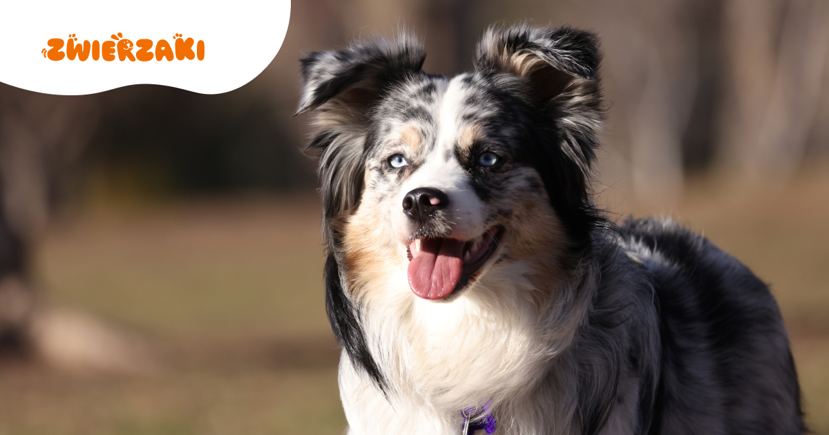 Blue merle border collie – piękno, inteligencja i temperament w jednym psie