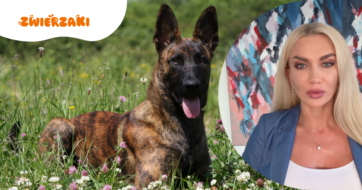 Piorun nie żyje, Nanson walczy o życie. Adwokatka Topczewska ostro o policji