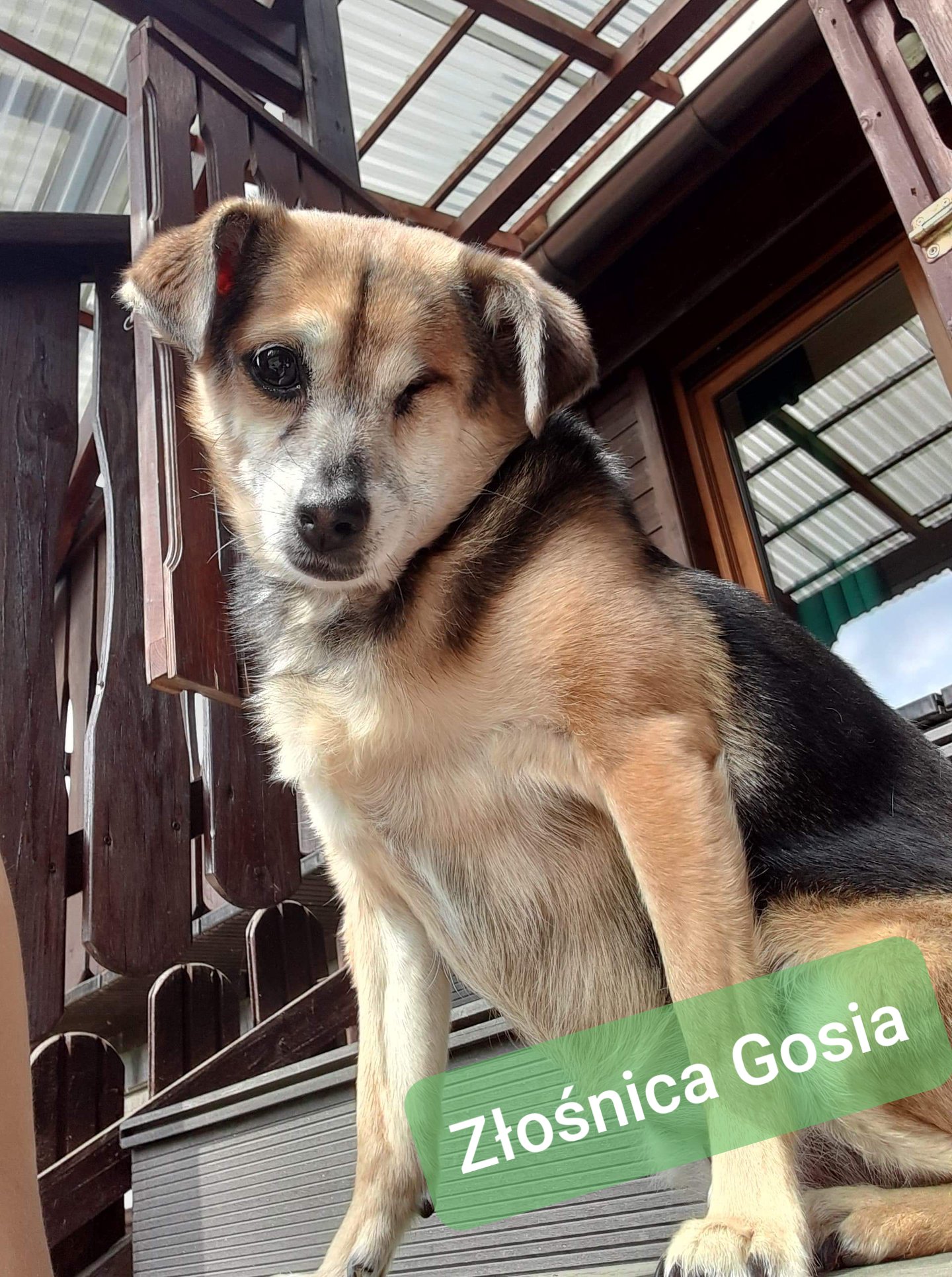 Gosia
