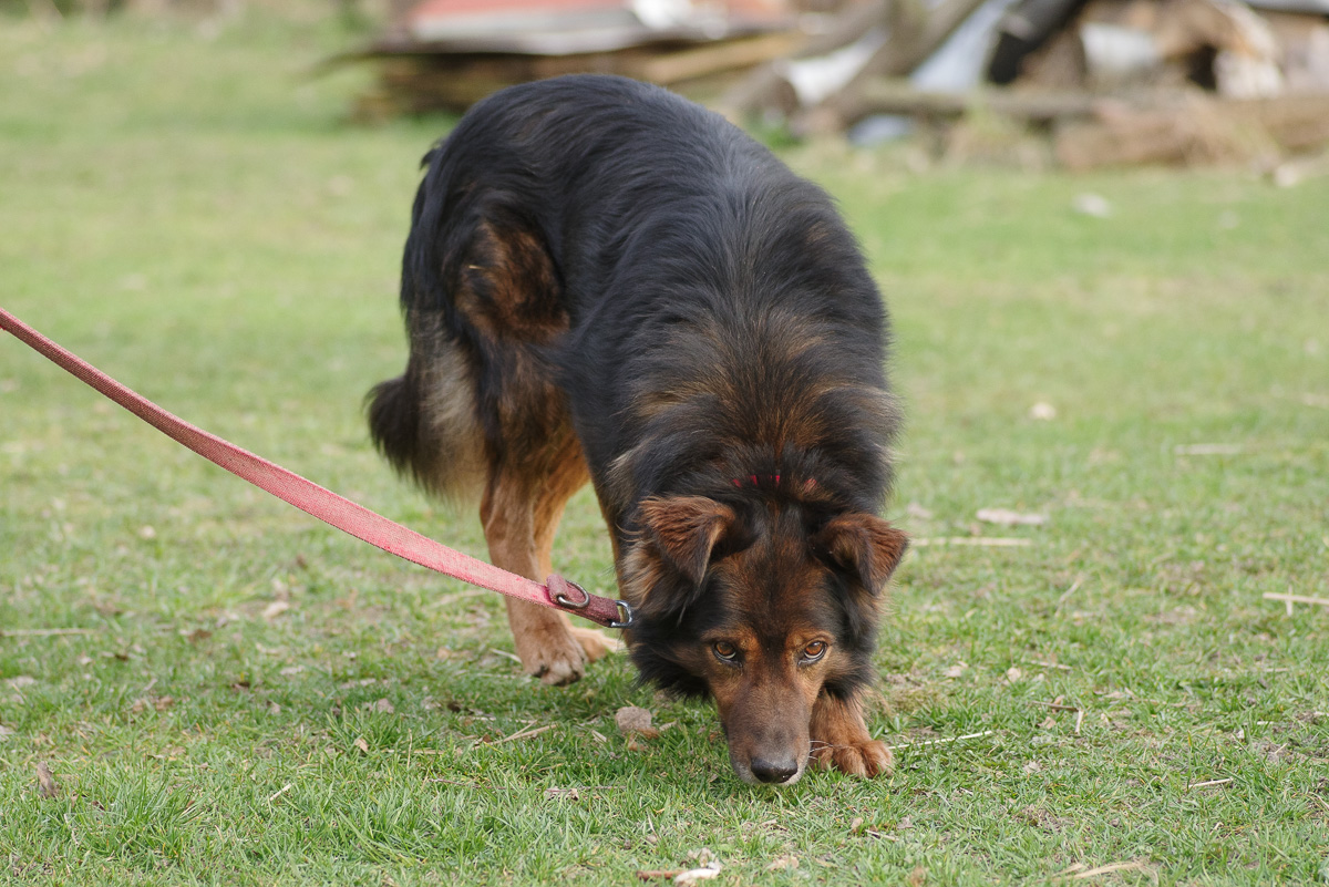 Zorro 