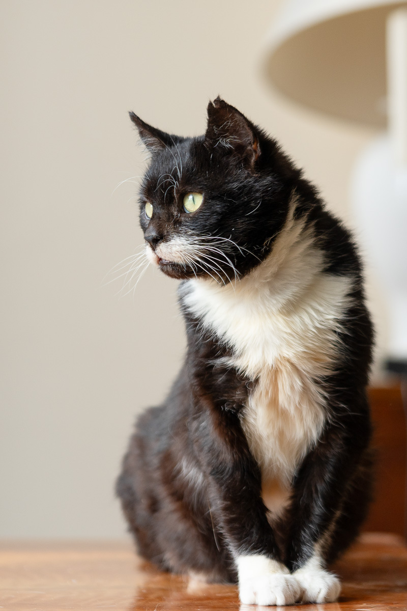 Nuniek szuka domu schronisko Zgierz-aktualne 