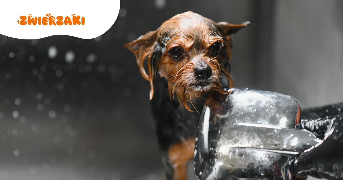 Jak uspokoić psa po wizycie u groomera? Praktycznie wskazówki