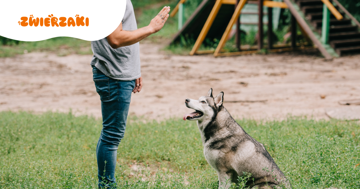 Jak nauczyć psa reagowania na nietypowe komendy? Kreatywny trening