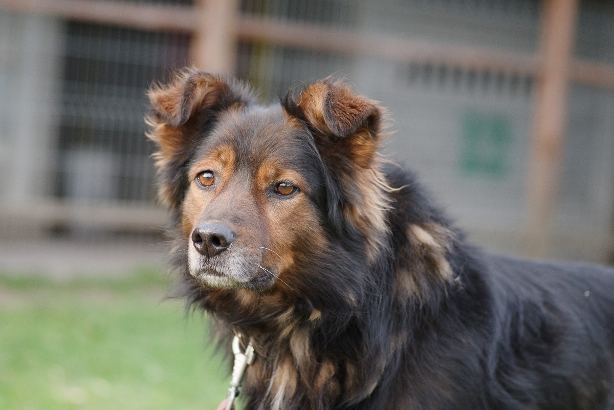 Zorro 