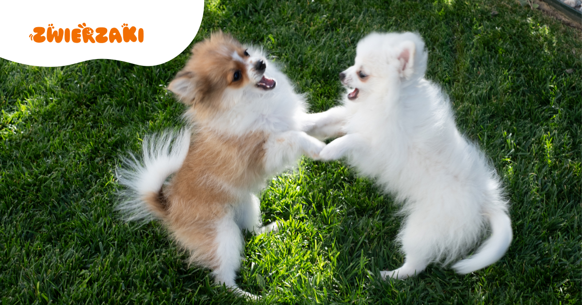 Twój pies szczeka na inne psy? Dowiedz się, jak pracować nad reakcją na spacerze